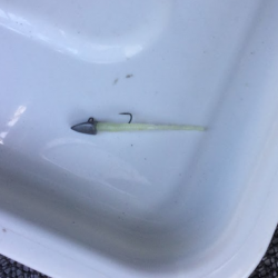 アジングで小鯵